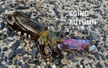 【秋エギング攻略法】秋イカの釣り方と釣れるおすすめエギをご紹介！
