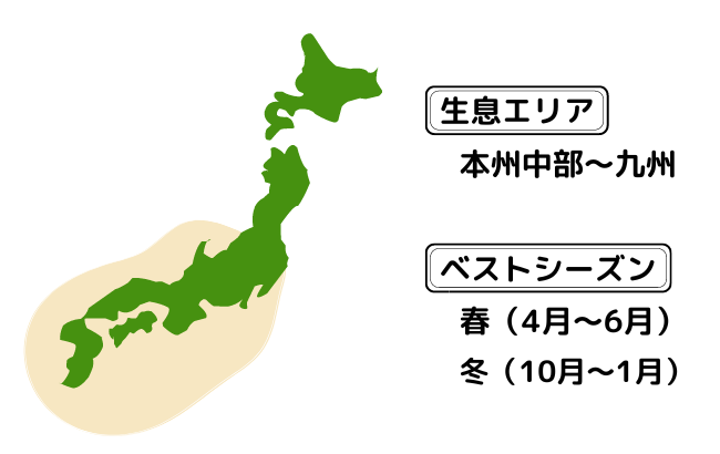 コウイカの生息エリアとベストシーズンを日本地図を用いて図示