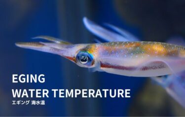 【エギング】アオリイカの適水温は何℃？海水温とエギングの関係性について解説！