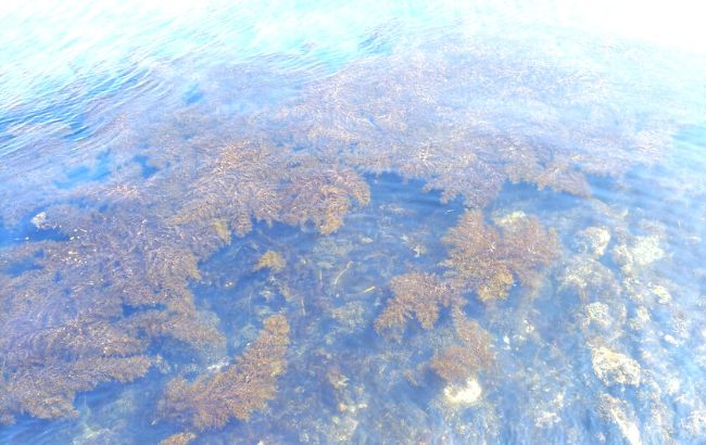 アオリイカ　生態　豆知識　産卵期　釣れる場所　藻場