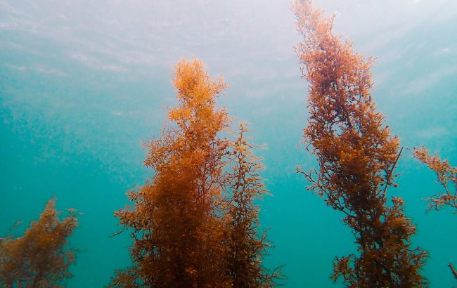 アオリイカの生態　生息しているのはホンダワラなどの海藻