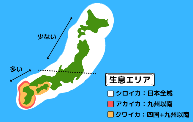 アオリイカ　生態　豆知識　生息域　日本地図　イメージ図